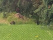 Descoperire ȘOCANTĂ în Mureș – Un cioban a fost sfâșiat de urs