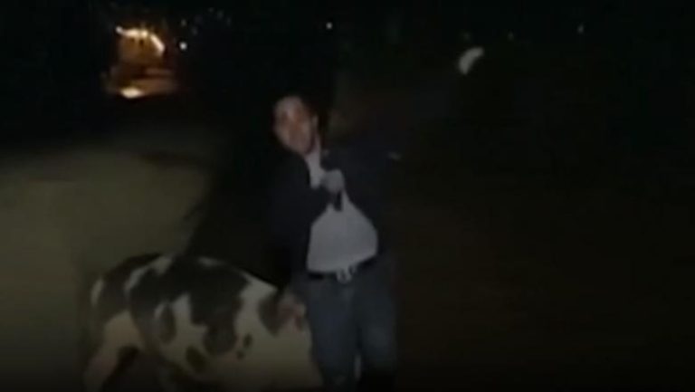 Jurnalist fugărit insistent de un porc în timpul unei transmisiuni live
