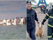 Cazul navei răsturnate în Portul Midia a ajuns în Parlamentul European. O organizaţie pentru protecţia animalelor cere declanşarea procedurii de infrigement faţă de România