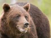 Bărbat rănit grav după ce s-a bătut cu un urs pentru a-şi salva calul, în Harghita