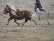 Patru români acuzaţi că au sacrificat un ponei într-un camping, în Franţa, au ajuns după gratii
