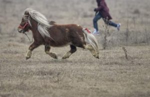 Patru români acuzaţi că au sacrificat un ponei într-un camping, în Franţa, au ajuns după gratii
