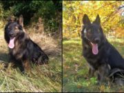 Femeie dispărută din Neamţ, găsită cu ajutorul câinelui poliţist TAD