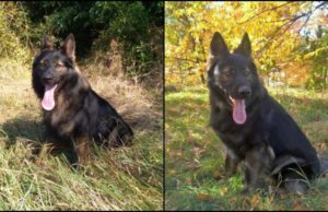 Femeie dispărută din Neamţ, găsită cu ajutorul câinelui poliţist TAD