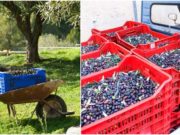 Un român din Italia a fost prins încercând să fure aproape o tonă de măsline de la angajator