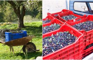 Un român din Italia a fost prins încercând să fure aproape o tonă de măsline de la angajator