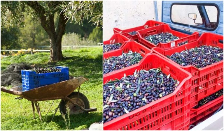 Un român din Italia a fost prins încercând să fure aproape o tonă de măsline de la angajator