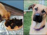 Căţel fără adăpost, găsit având grijă de cinci pisici abandonate, care îngheţau de frig