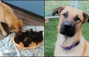 Căţel fără adăpost, găsit având grijă de cinci pisici abandonate, care îngheţau de frig