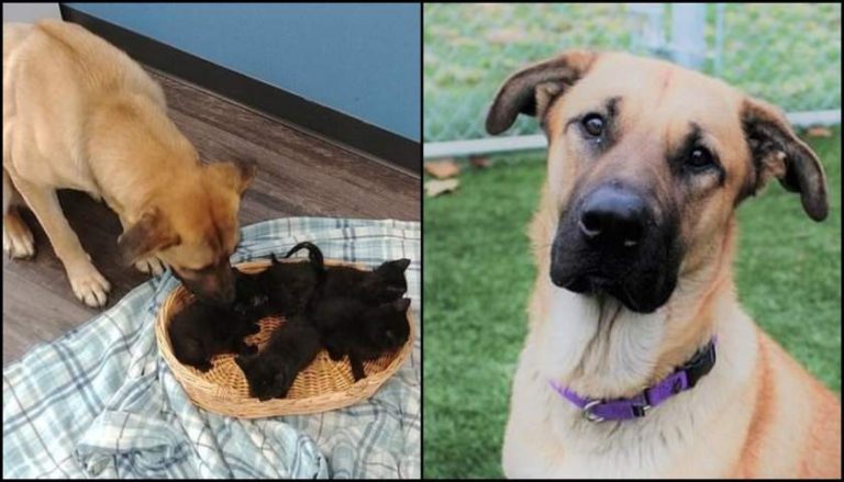 Căţel fără adăpost, găsit având grijă de cinci pisici abandonate, care îngheţau de frig