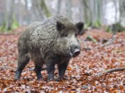 12 vânători din zona Fălticeniului au mâncat dintr-un mistreţ cu trichineloză, de poftă