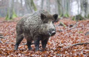 12 vânători din zona Fălticeniului au mâncat dintr-un mistreţ cu trichineloză, de poftă