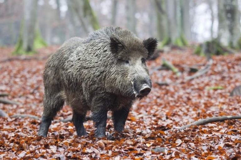 12 vânători din zona Fălticeniului au mâncat dintr-un mistreţ cu trichineloză, de poftă
