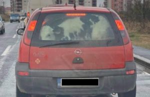 VIDEO | Şoferiţă de Opel Corsa, surprinsă cu un viţel în portbagaj, la Timișoara