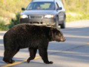 Un urs lovit de maşină, în Mureş, s-a ridicat şi a plecat după accident, însă a fost găsit mort