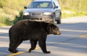 Un urs lovit de maşină, în Mureş, s-a ridicat şi a plecat după accident, însă a fost găsit mort