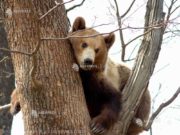 O ursoaica a intrat intr-o gospodarie din comuna Voslabeni si a omorat 11 oi
