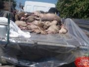 Pesta porcină continuă să facă ravagii în prag de sărbători. Noi localități în care au fost depistate focare