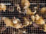 Angajaţii unei ferme de pui din Bihor, intoxicaţi cu substanţe necunoscute. Opt persoane au avut nevoie de medici