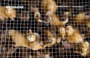 Angajaţii unei ferme de pui din Bihor, intoxicaţi cu substanţe necunoscute. Opt persoane au avut nevoie de medici