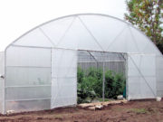 Crăciunul poate fi sărbătorit și cu verdeţuri românești de solar