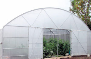 Crăciunul poate fi sărbătorit și cu verdeţuri românești de solar