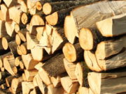 Presa din Italia: „În România sunt uciși cu sânge rece cei care apără ultimele păduri virgine din Europa”