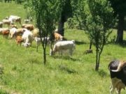 Reacţia unui fermier care a aflat că trebuie să plătească taxa de adăpat animalele: „Cât ne vom mai lăsa călcaţi în picioare?“