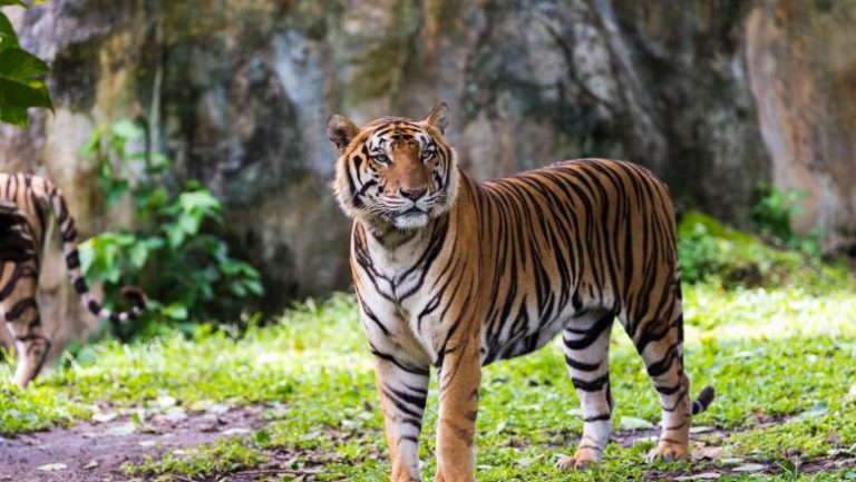 O femeie a fost sfâşiată de tigru în Sumatra. Sătenii i-au găsit trupul dezmembrat lângă o baie publică