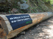 România pierde în fiecare oră peste 3 hectare de pădure.