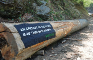 România pierde în fiecare oră peste 3 hectare de pădure.