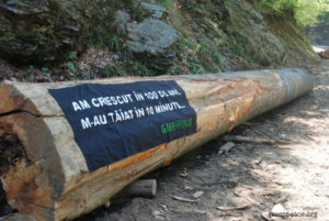România pierde în fiecare oră peste 3 hectare de pădure