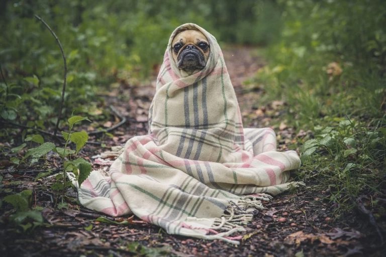 Moartea unui animal de companie poate provoca tulburări psiho-somatice severe