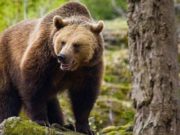 Vânătorii au primit „undă verde” pentru împuşcarea urşilor consideraţi agresivi