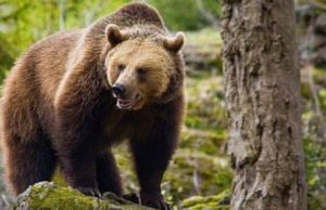 Vânătorii au primit „undă verde” pentru împuşcarea urşilor consideraţi agresivi