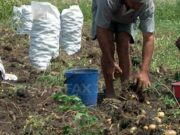 Încă un caz de sclavie în România: Un bărbat şi o femeie, tinuţi cu forţa la o fermă. Exploatatorul, prins de poliţişti