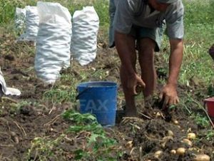 culegatori-cartofi-doru-colgiu