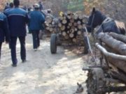 Hoţi de lemne, bătaie filmată cu bâte și topoare în pădurea din Plopu, Prahova