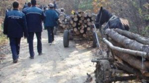 furt-de-lemne-800x445