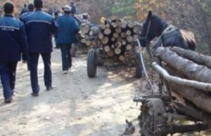 Hoţi de lemne, bătaie filmată cu bâte și topoare în pădurea din Plopu, Prahova