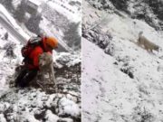Operaţiune de salvare pentru un câine abandonat pe o stâncă, pe Transfăgărăşan