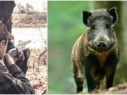 Vânător din Bacău ucis de propria puşcă, în timp ce bracona mistreţi