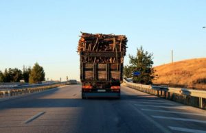 Metodă incredibilă folosită de mafia lemnului pentru falsificarea documentelor de transport
