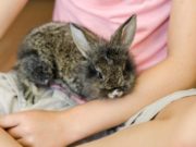 Un iepuraş a băgat un copil în spital, la Botoşani