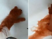 Câine vopsit roşu pentru a fi vândut ca bichon, în Constanţa