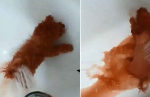 Câine vopsit roşu pentru a fi vândut ca bichon, în Constanţa