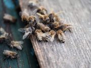 Un bătrân a murit după ce a fost atacat de un roi de albine, chiar la înmormântarea fiului său