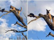 Ciobănesc german, blocat în copac, după ce a alergat o pisică. Câinele a fost salvat de pompieri
