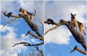 Ciobănesc german, blocat în copac, după ce a alergat o pisică. Câinele a fost salvat de pompieri