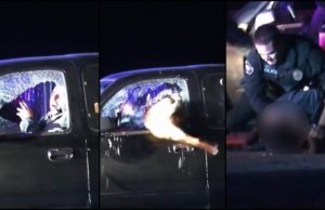 VIDEO | Un câine ofiţer a zburat prin geamul unei mașini, pentru a imobiliza un șofer fugar